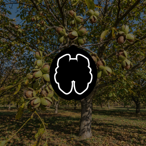 Walnut trees and the Walnut logo overlaid in an orchard setting